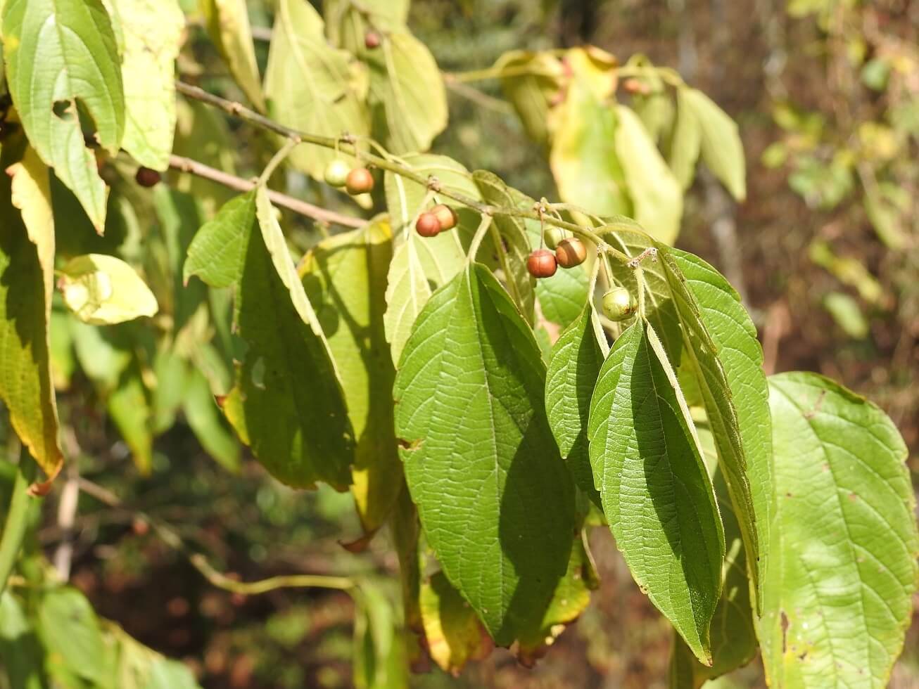 Celtis caudata